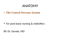 NERVOUS SYSTEM (1).pptx
